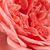 Roze - Floribunda roos - Kimono